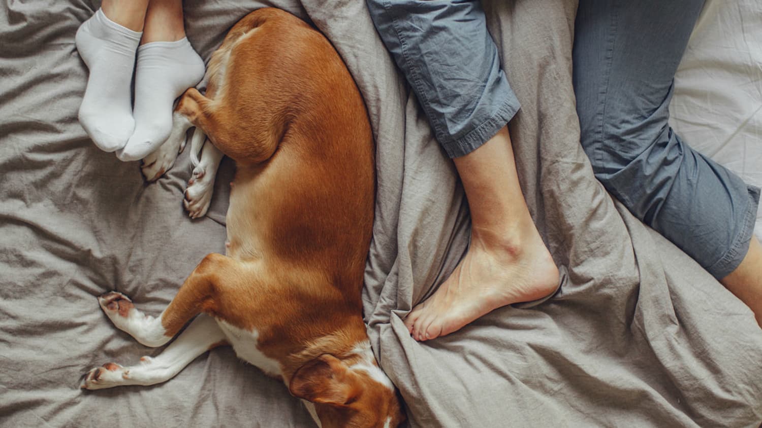 Dog sleeps at foot of bed outlet